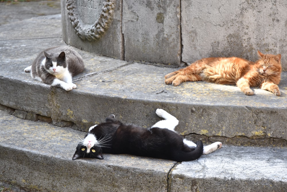 un couple de chats qui pondent sur quelques marches