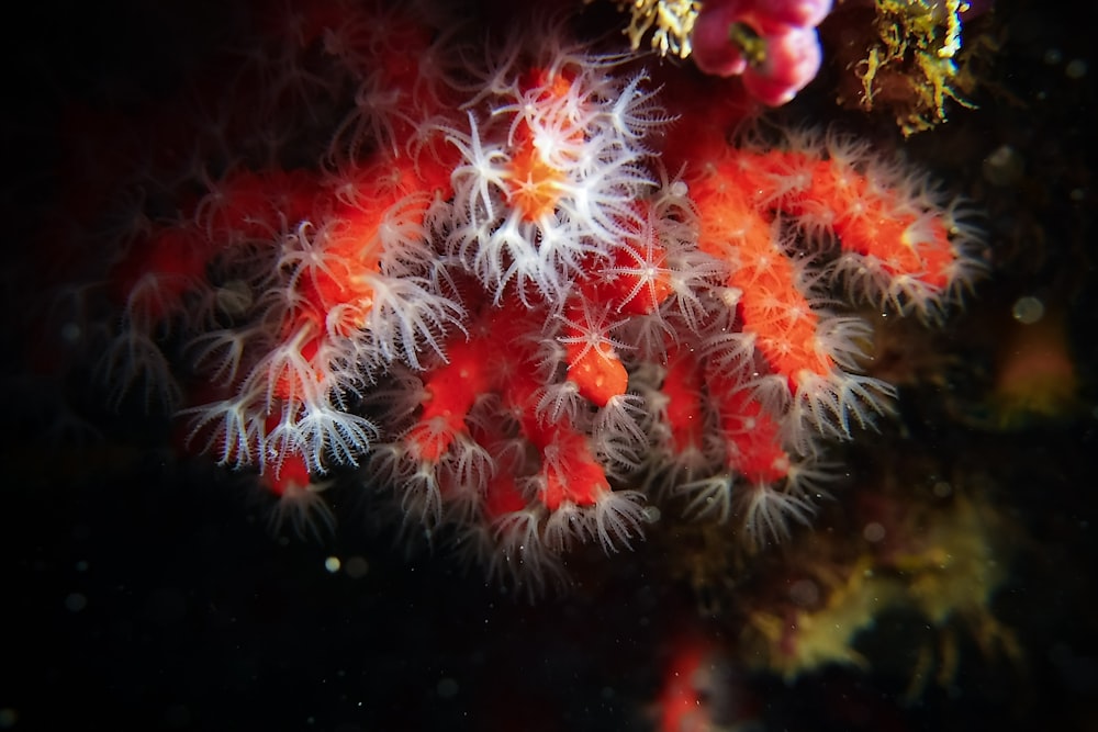 a close up of a coral on a black background