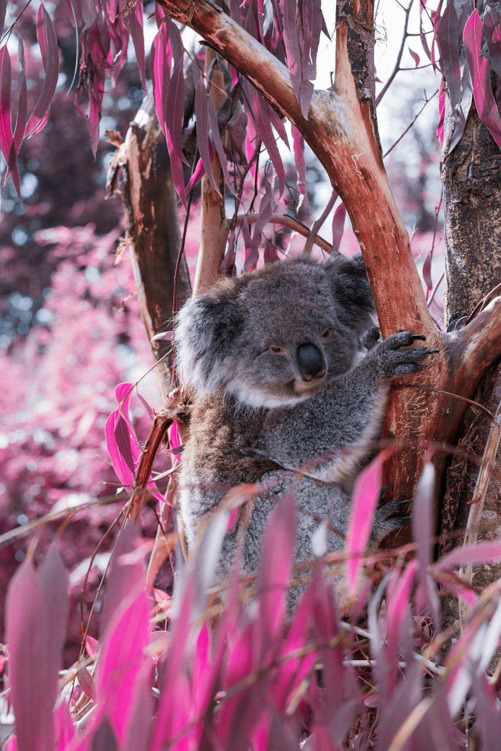 a koala sitting in a tree with pink leaves