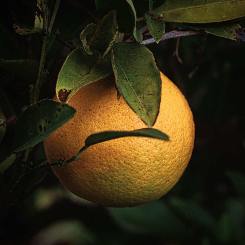 Un primer plano de una naranja colgando de un árbol