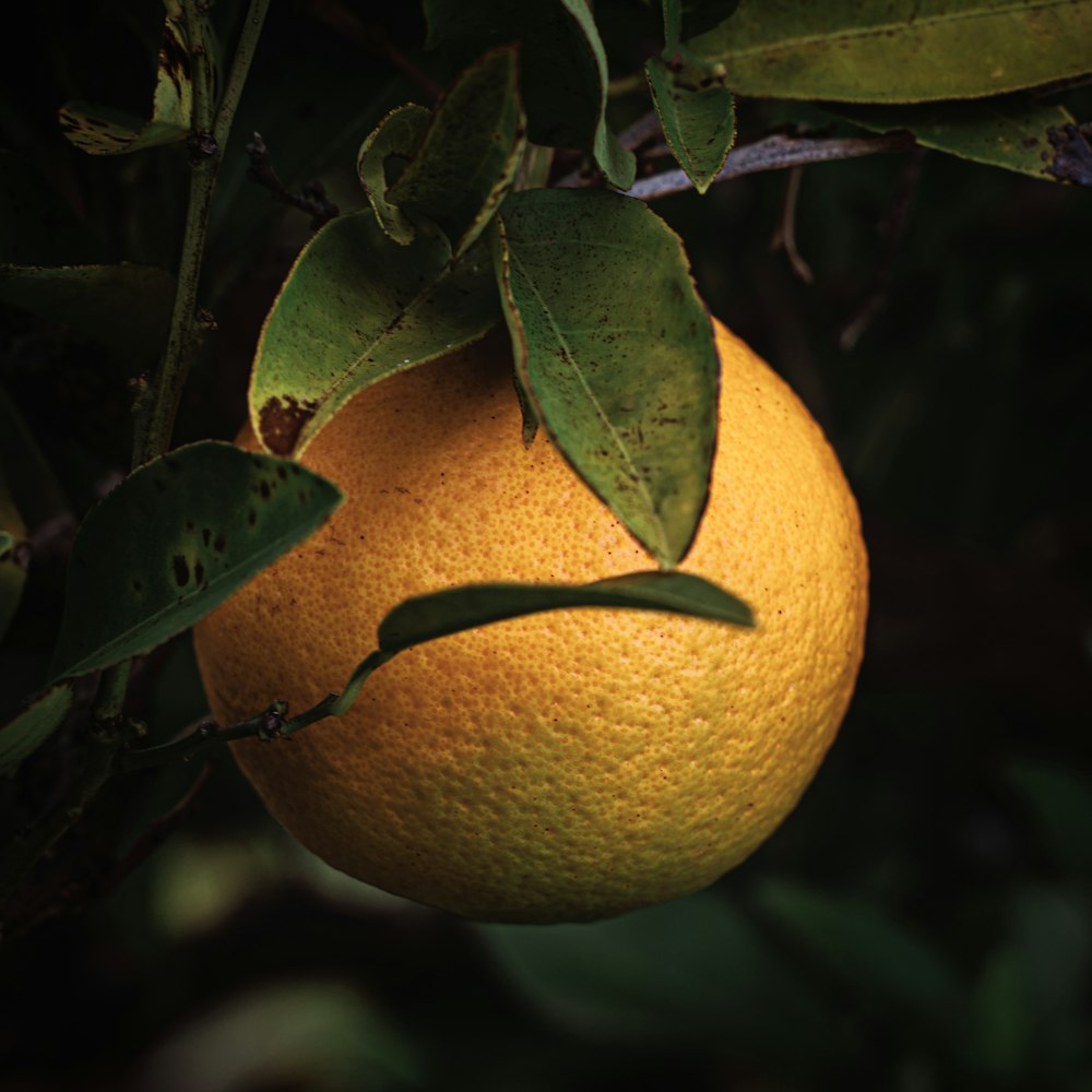 a close up of an orange hanging from a tree