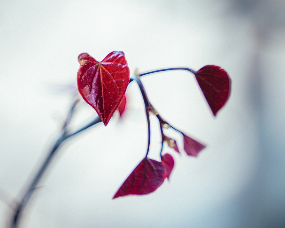 a branch with a heart shaped leaf on it