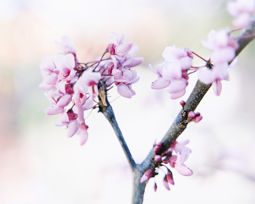 a close up of a pink flower on a tree branch