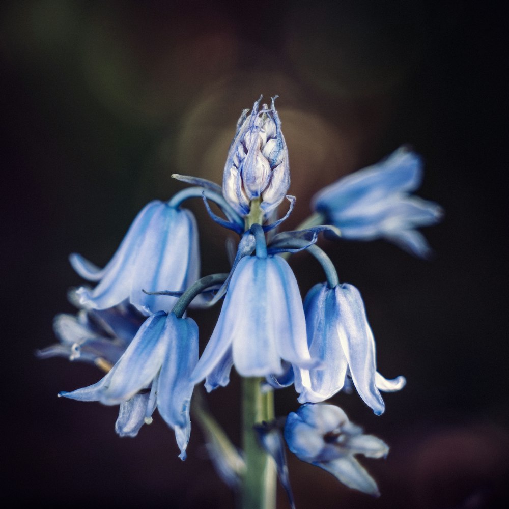 a close up of a blue flower with a blurry background