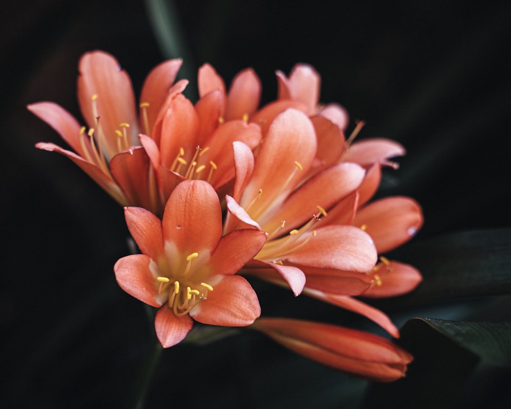 a close up of a flower on a plant