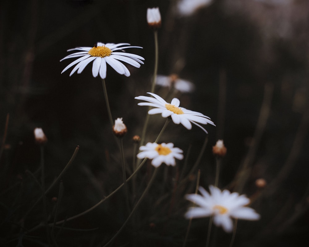 a bunch of white flowers with yellow centers