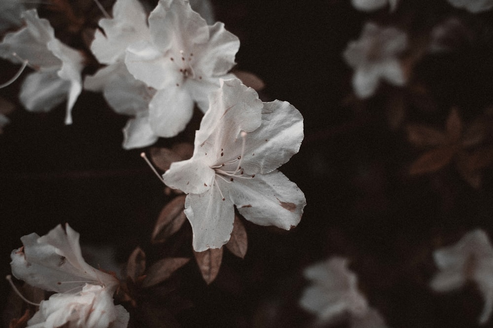 a close up of a white flower on a tree