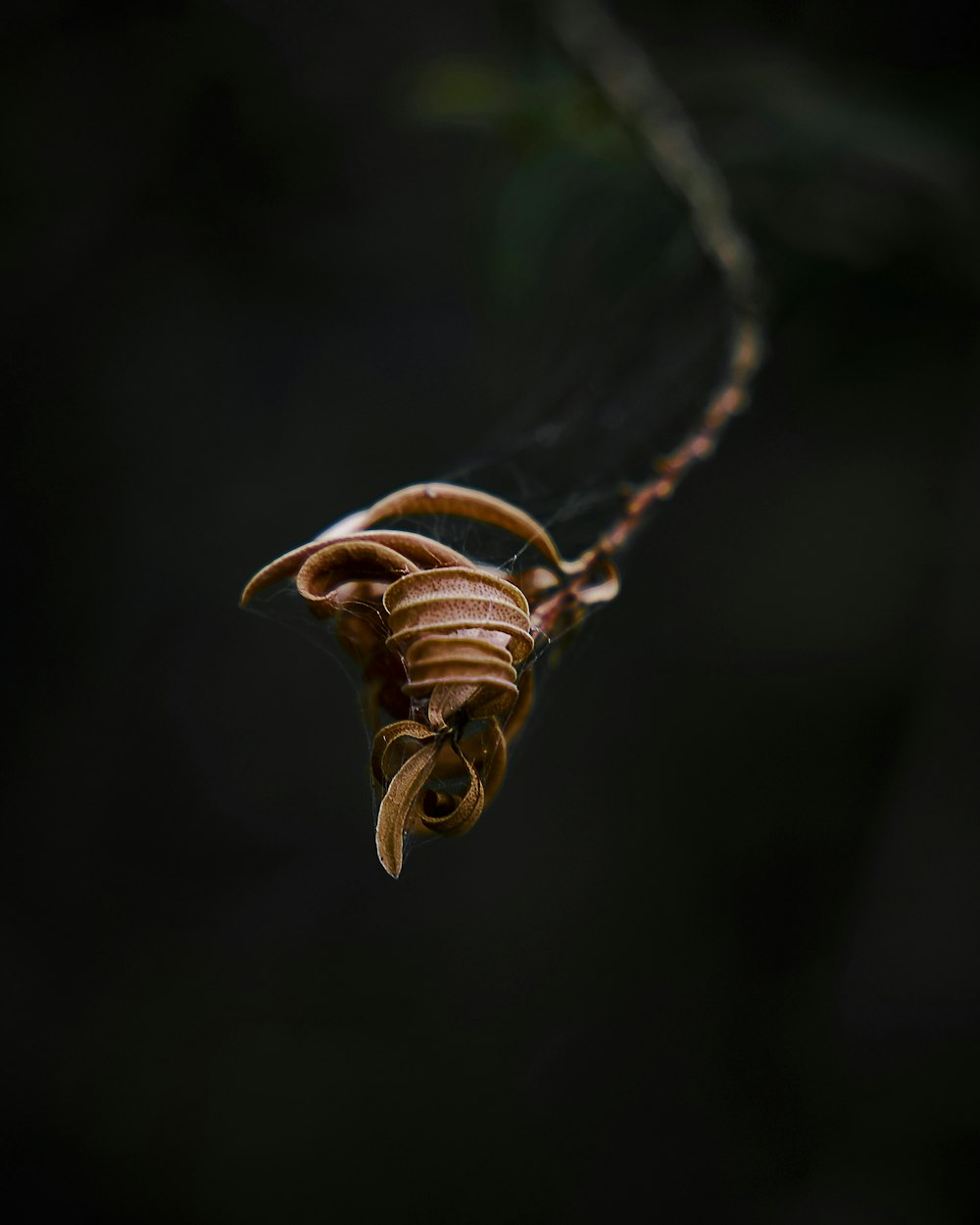 a large insect hanging from a tree branch