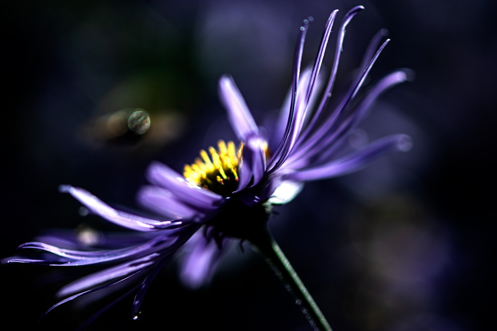 a close up of a purple flower with a yellow center