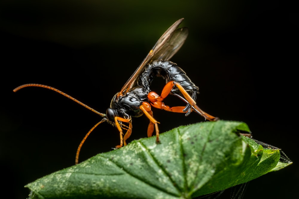a couple of large bugs sitting on top of a green leaf