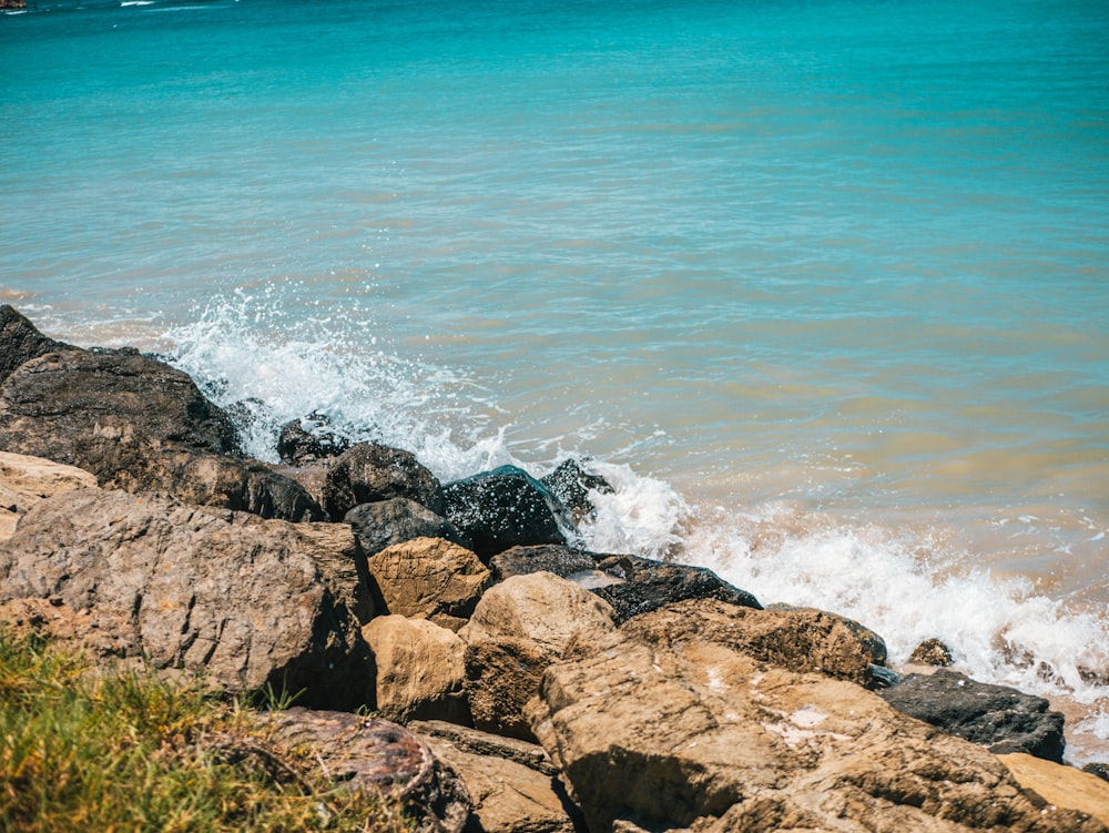 a bird sitting on a rock next to the ocean