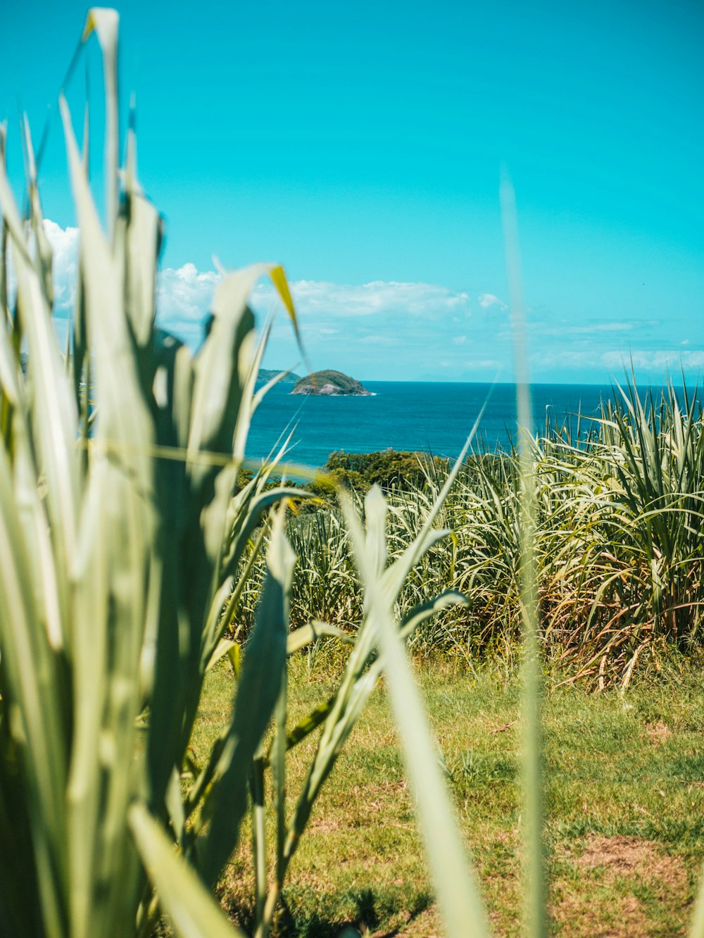 a lush green field next to the ocean