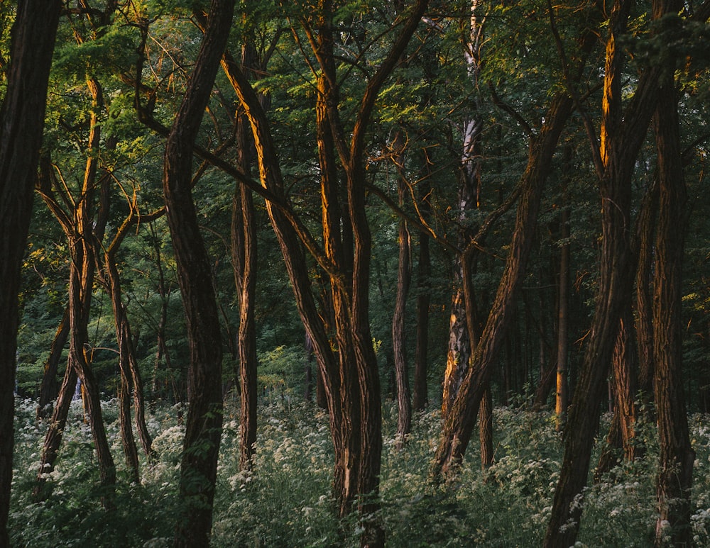 a forest filled with lots of tall trees