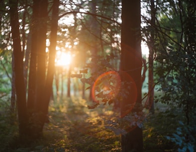 Soft sunlight filtering through a dense forest, creating a warm and inviting atmosphere.