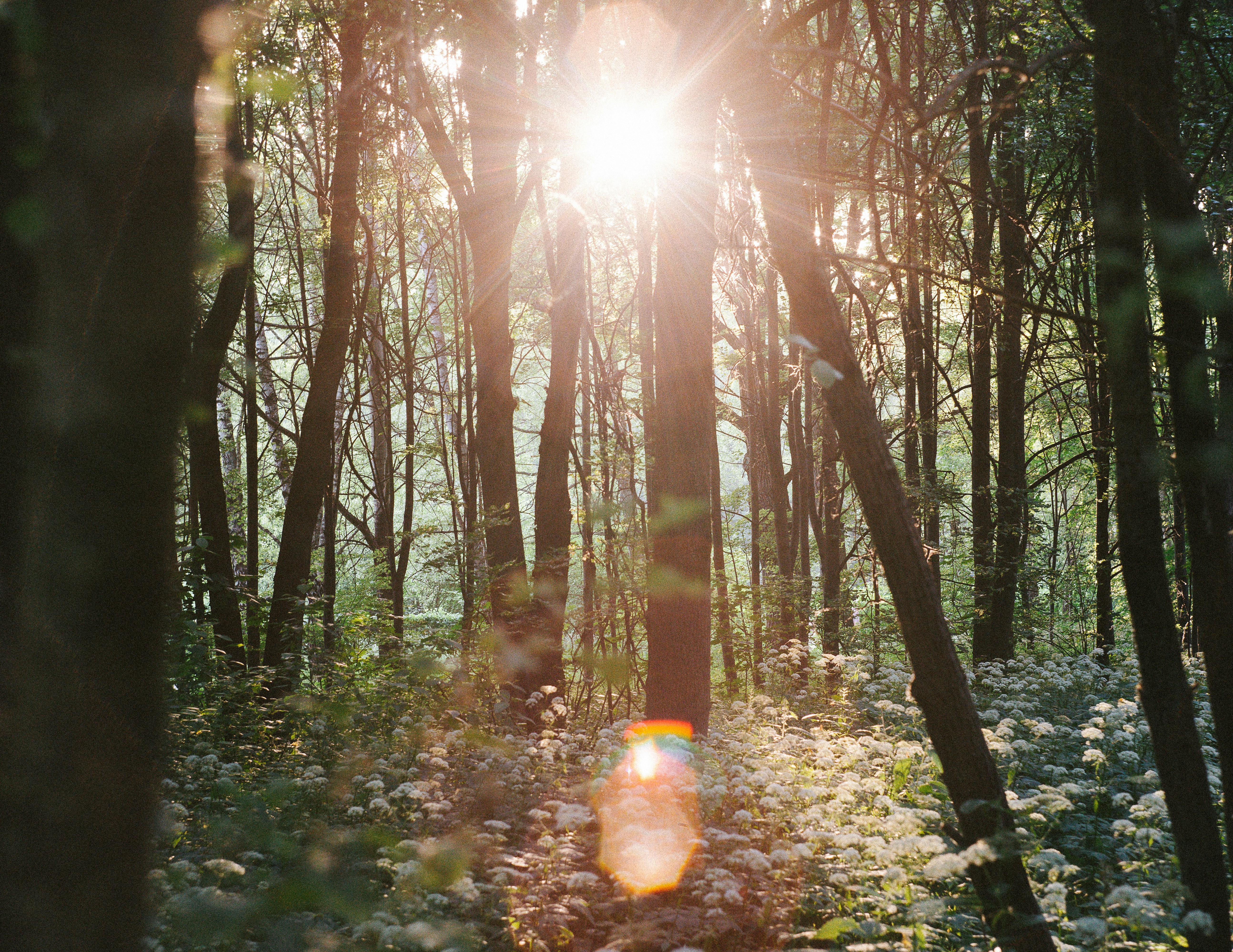 the sun is shining through the trees in the woods