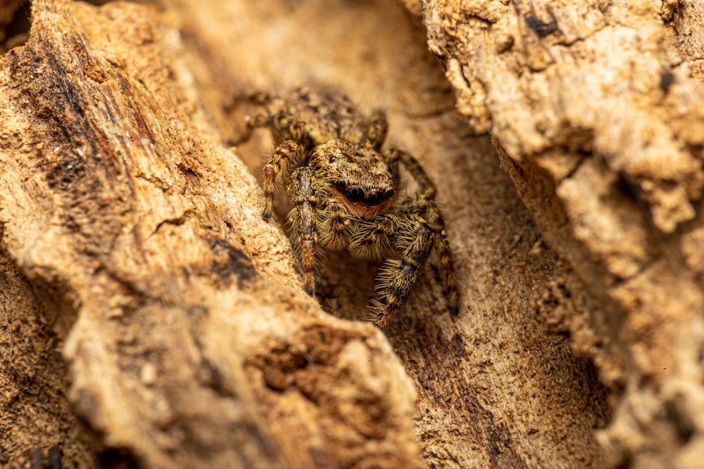 Nahaufnahme einer Spinne auf einem Felsen