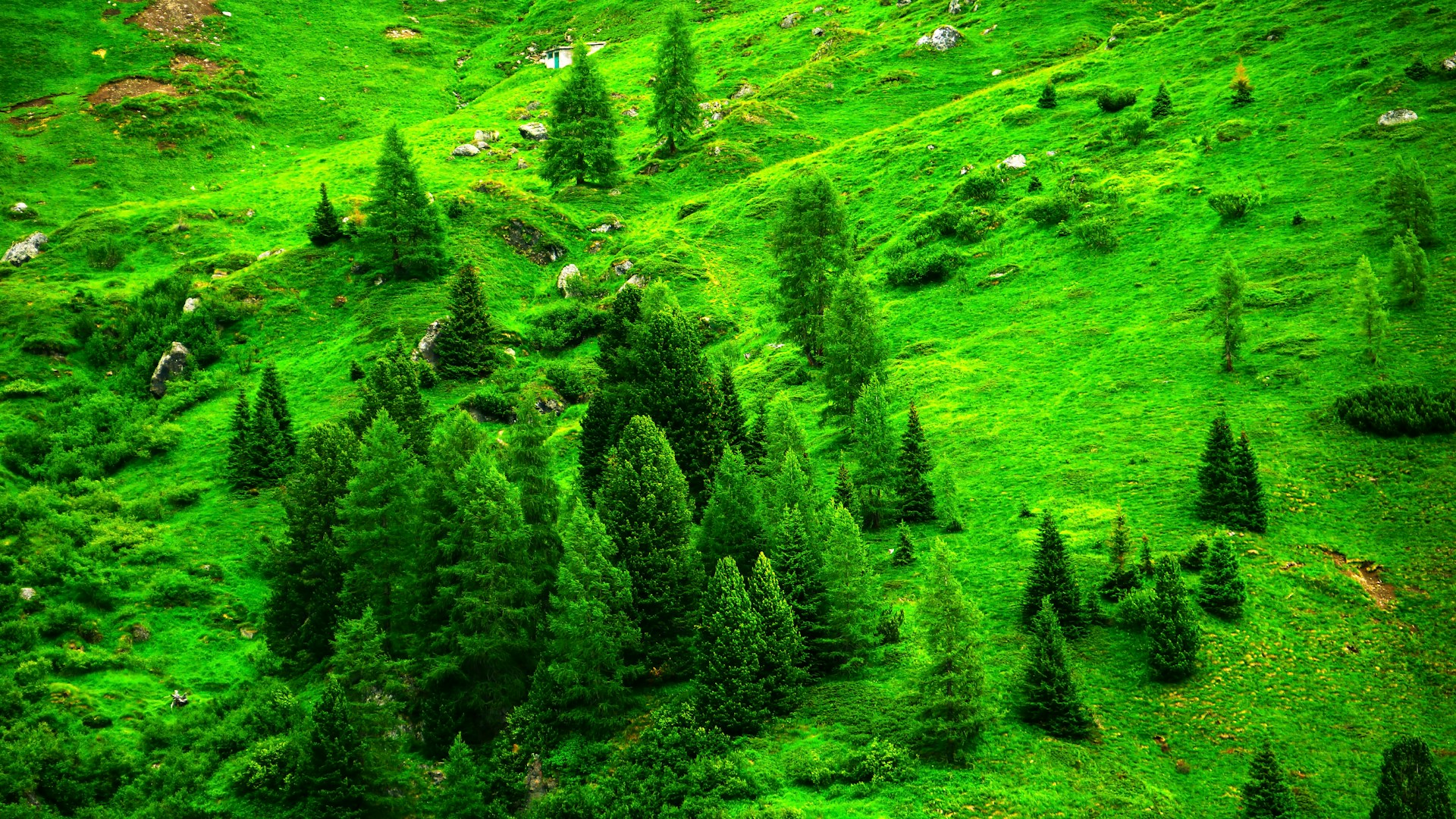 a lush green hillside covered in lots of trees