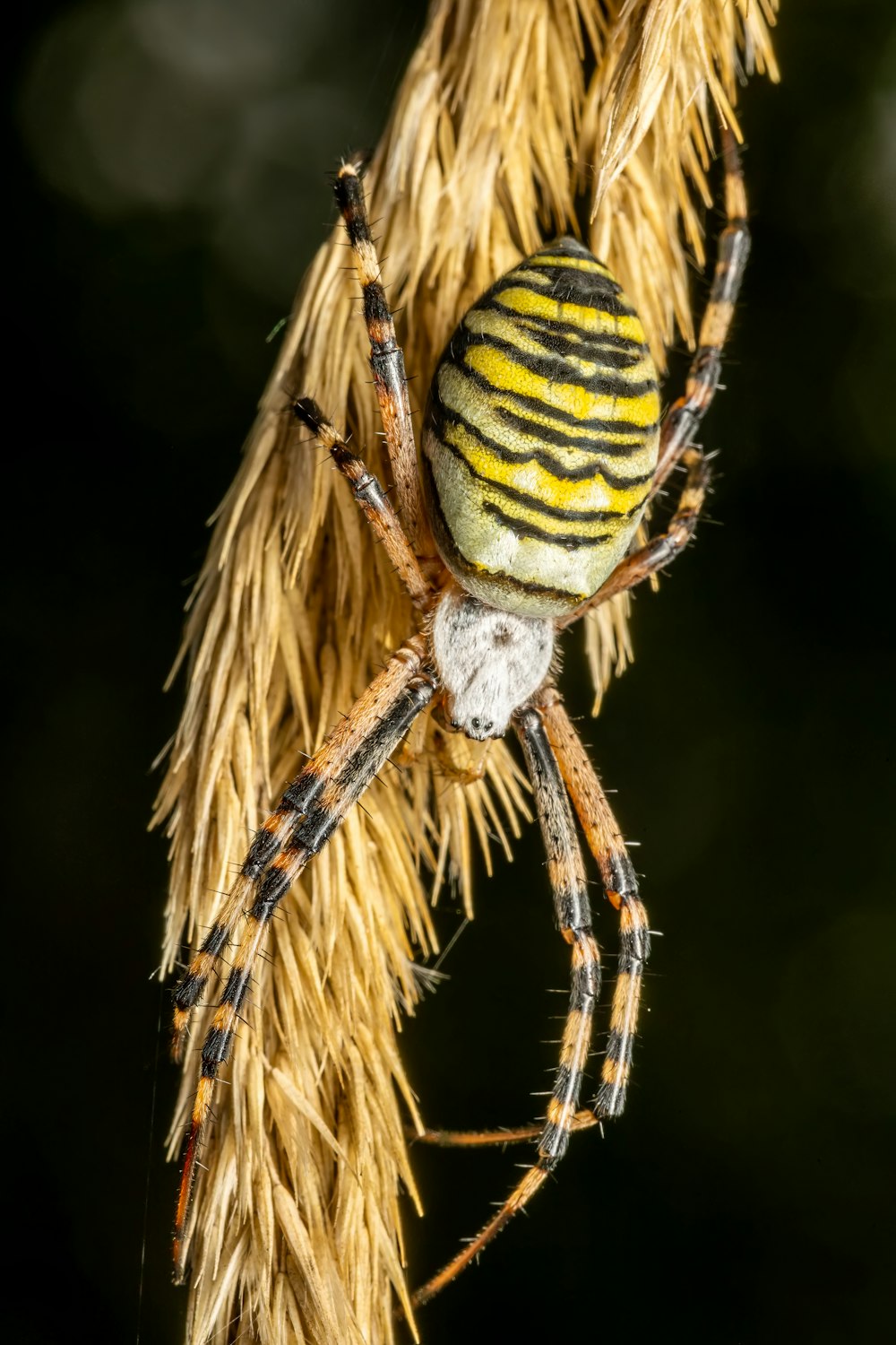 eine gelb-schwarze Spinne, die auf einer Pflanze sitzt
