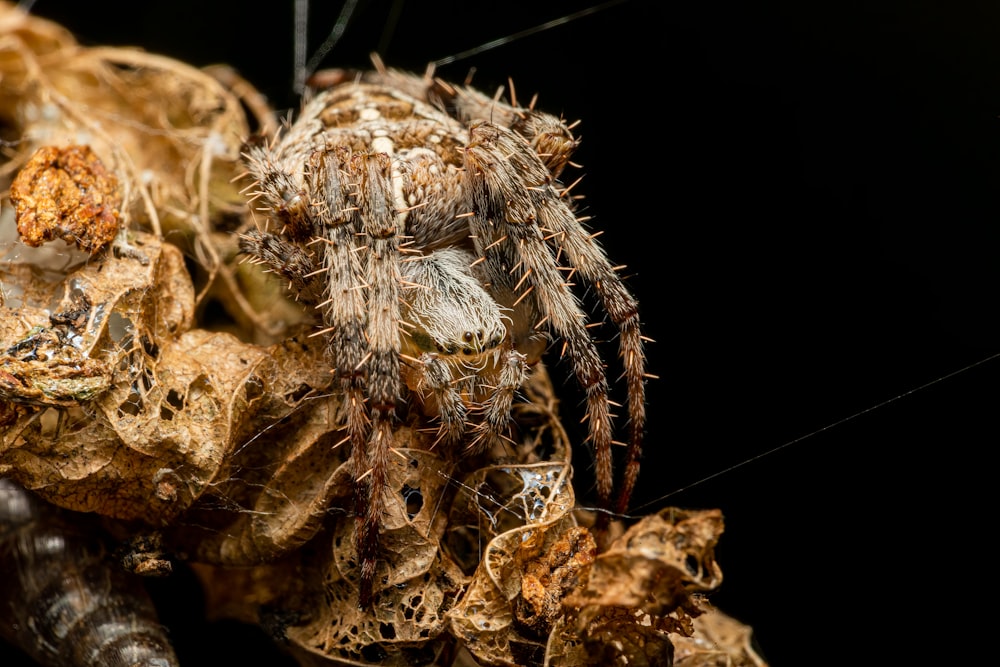 a close up of a spider on a piece of wood