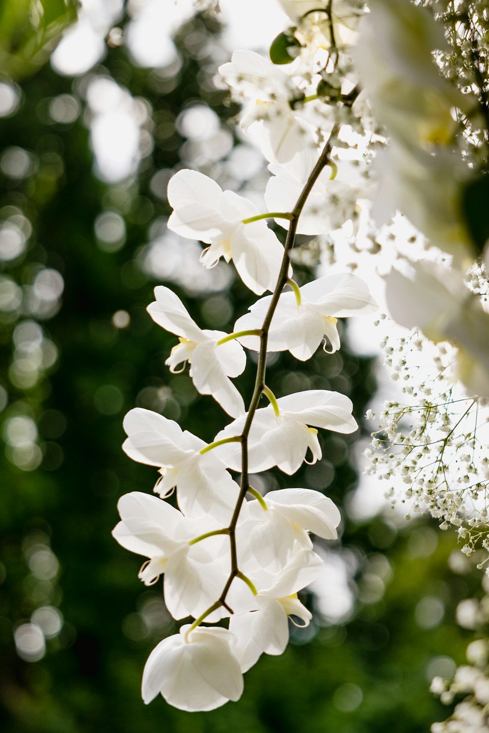 a bunch of white flowers hanging from a tree