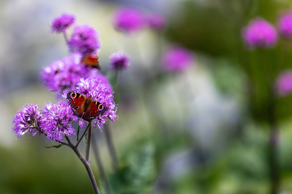보라색 꽃 위에 앉아 있는 나비 두 마리