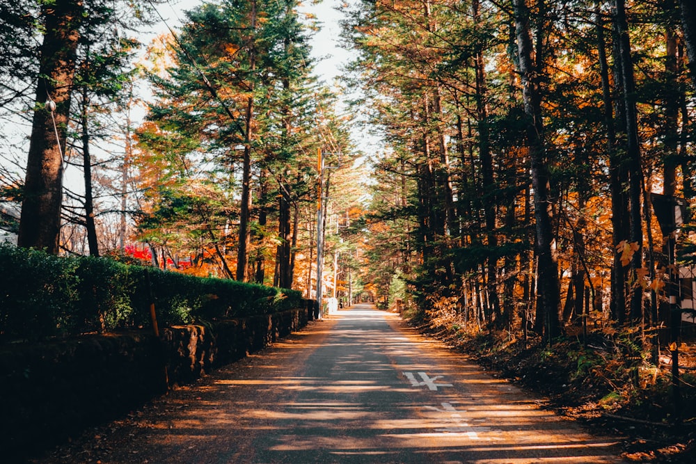 a road in the middle of a forest with lots of trees