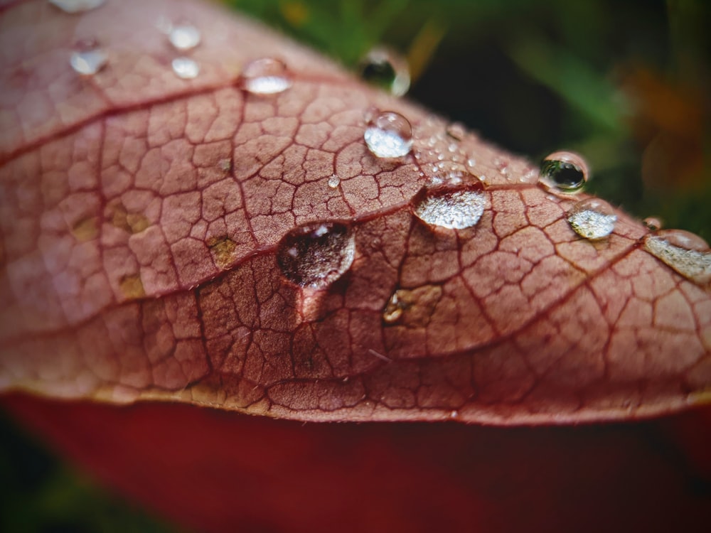 a close up of a leaf with drops of water on it