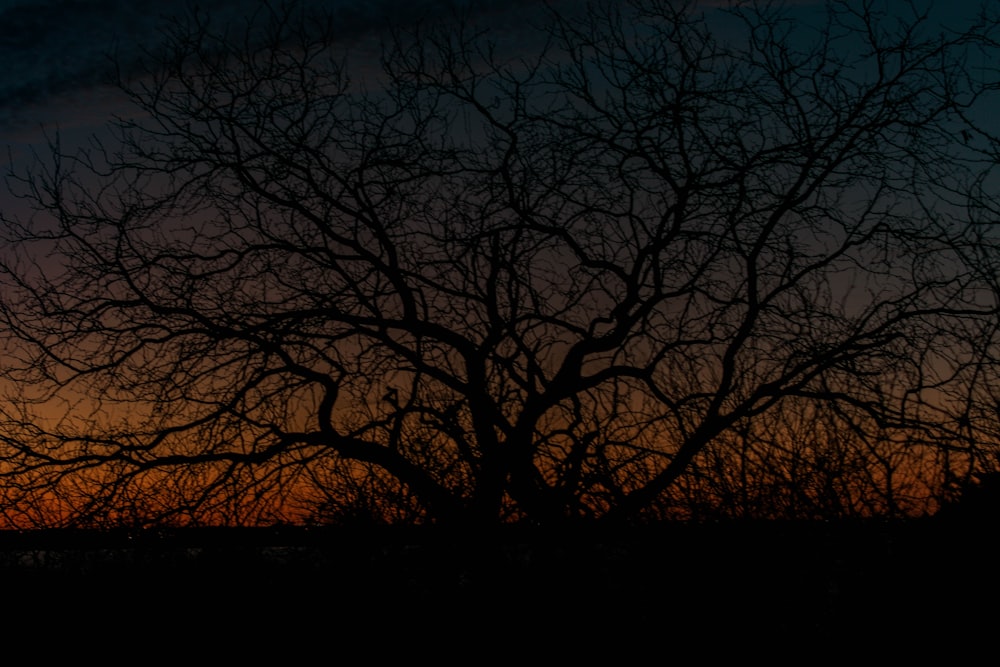 the silhouette of a tree against a sunset sky