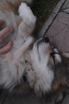 A happy dog stretching comfortably after a massage session.