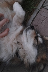 A calm dog enjoying a relaxing massage after grooming.