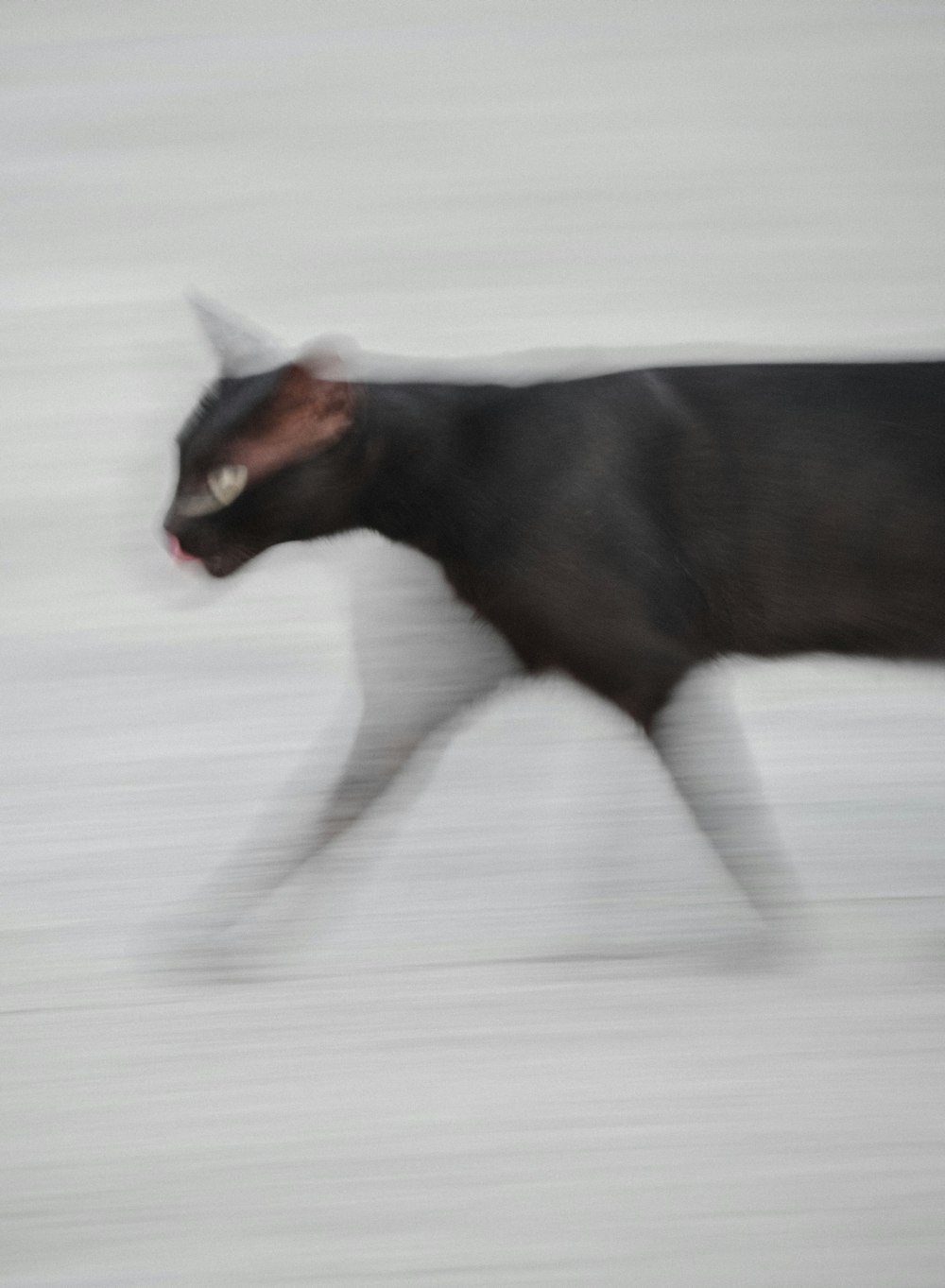 a black cat walking across a snow covered field
