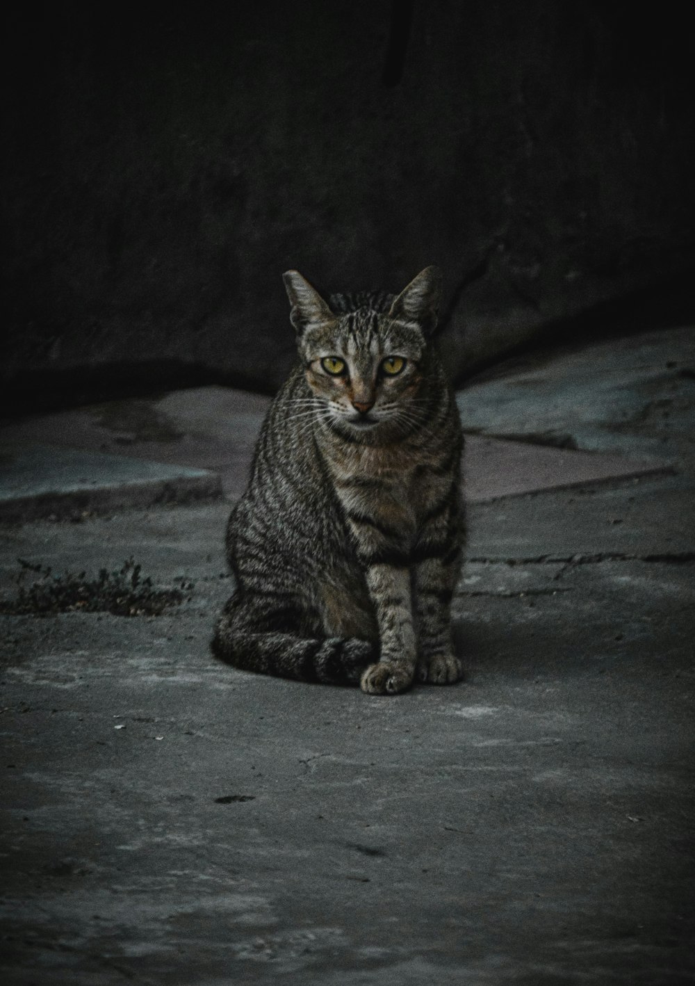 a cat sitting on the ground in the dark