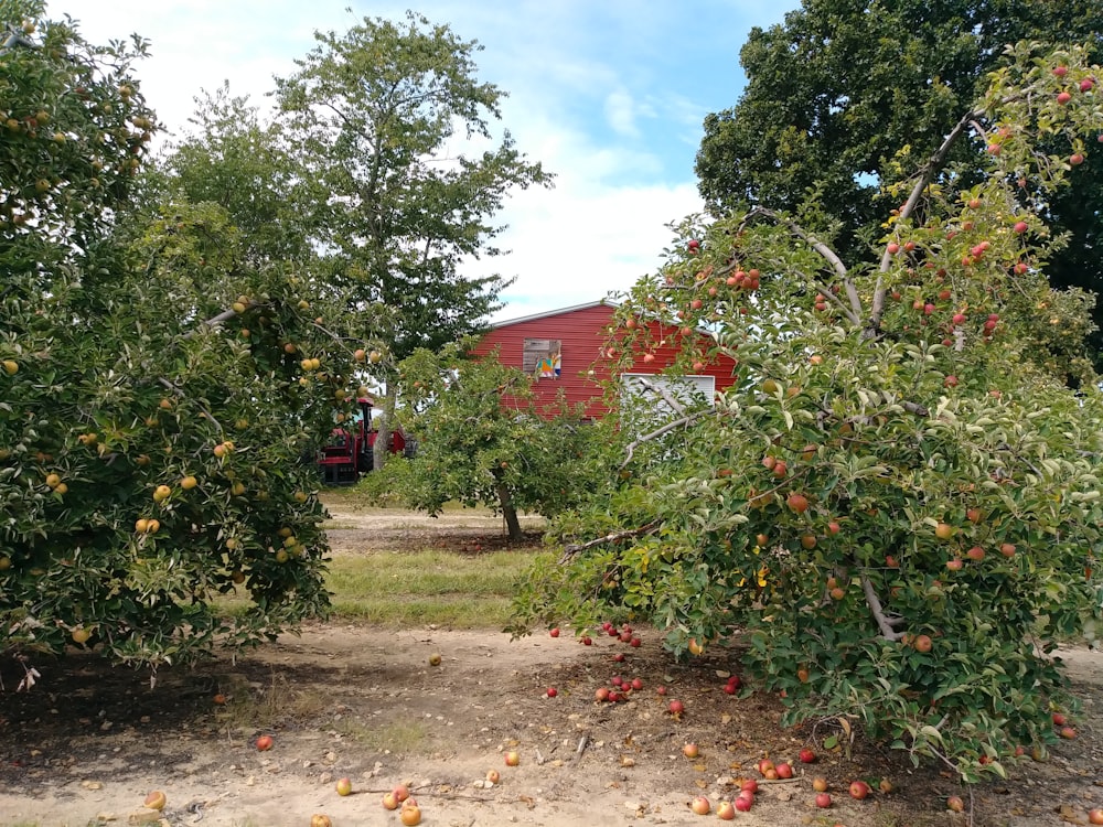 an apple orchard with a red barn in the background