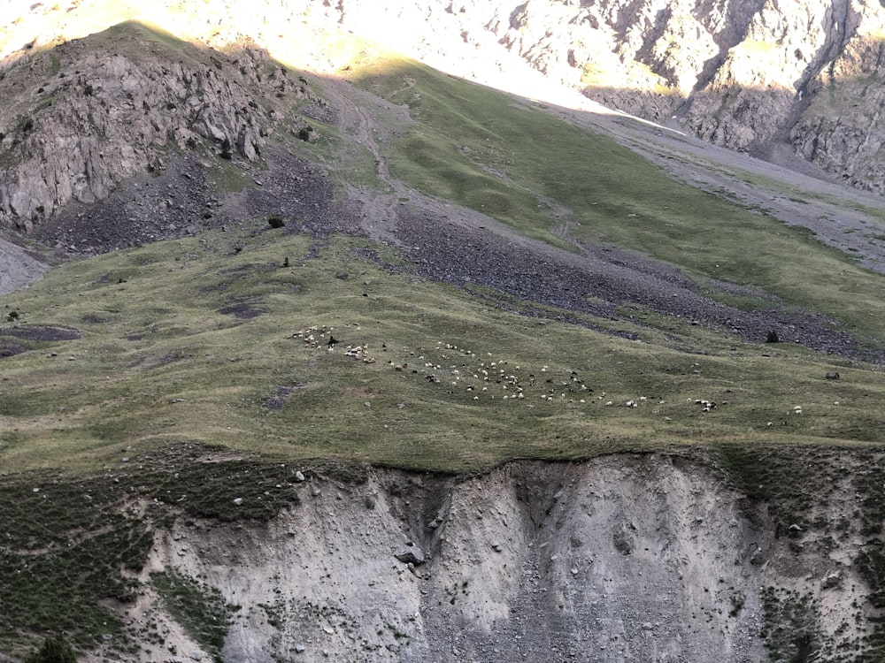 a group of animals standing on top of a lush green hillside