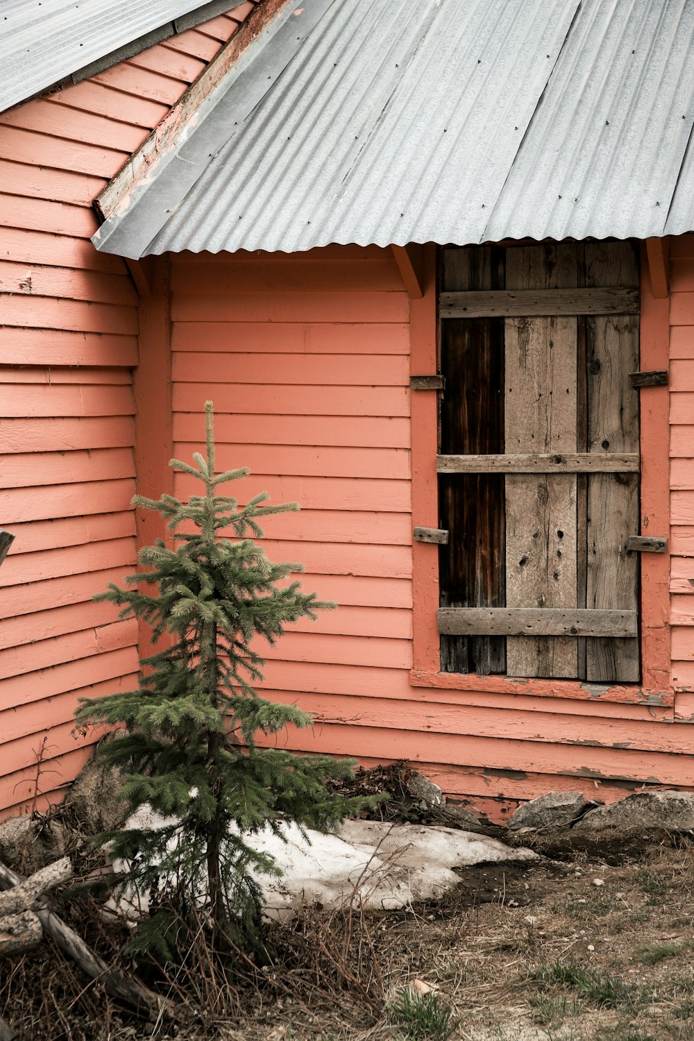 a small tree in front of a pink house