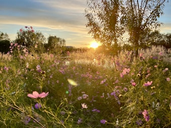 A meadow filled with vibrant pink and purple flowers basking in the warm glow of a setting sun. The scene includes several trees with sparse foliage, creating a tranquil atmosphere. Sunlight filters through the branches, casting a gentle light over the meadow.