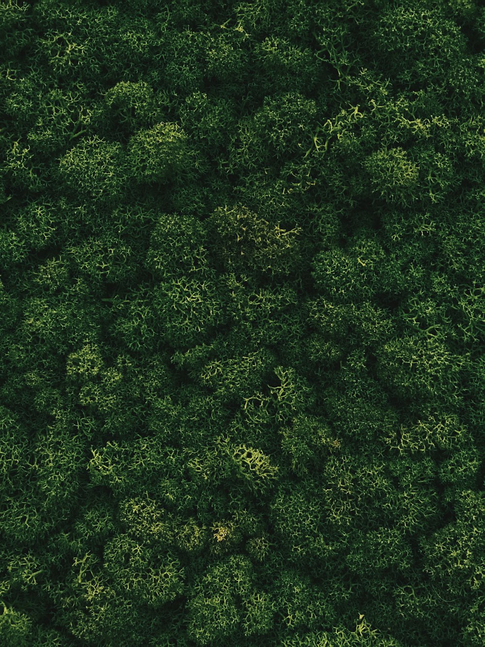 an aerial view of a lush green forest