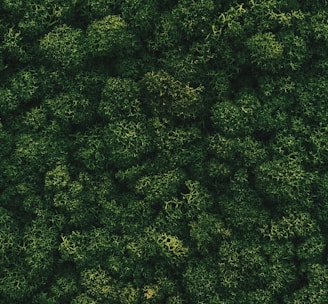 an aerial view of a lush green forest