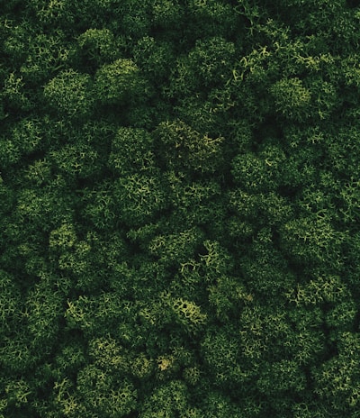 an aerial view of a lush green forest