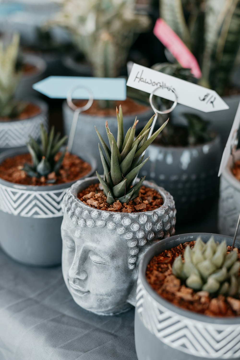 a group of potted plants sitting on top of a table