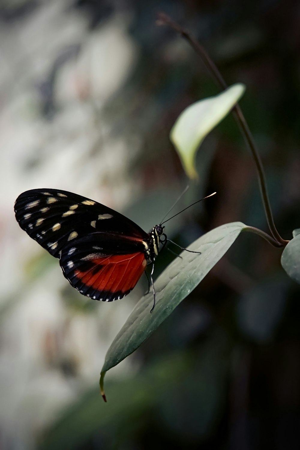 a red and black butterfly sitting on a leaf