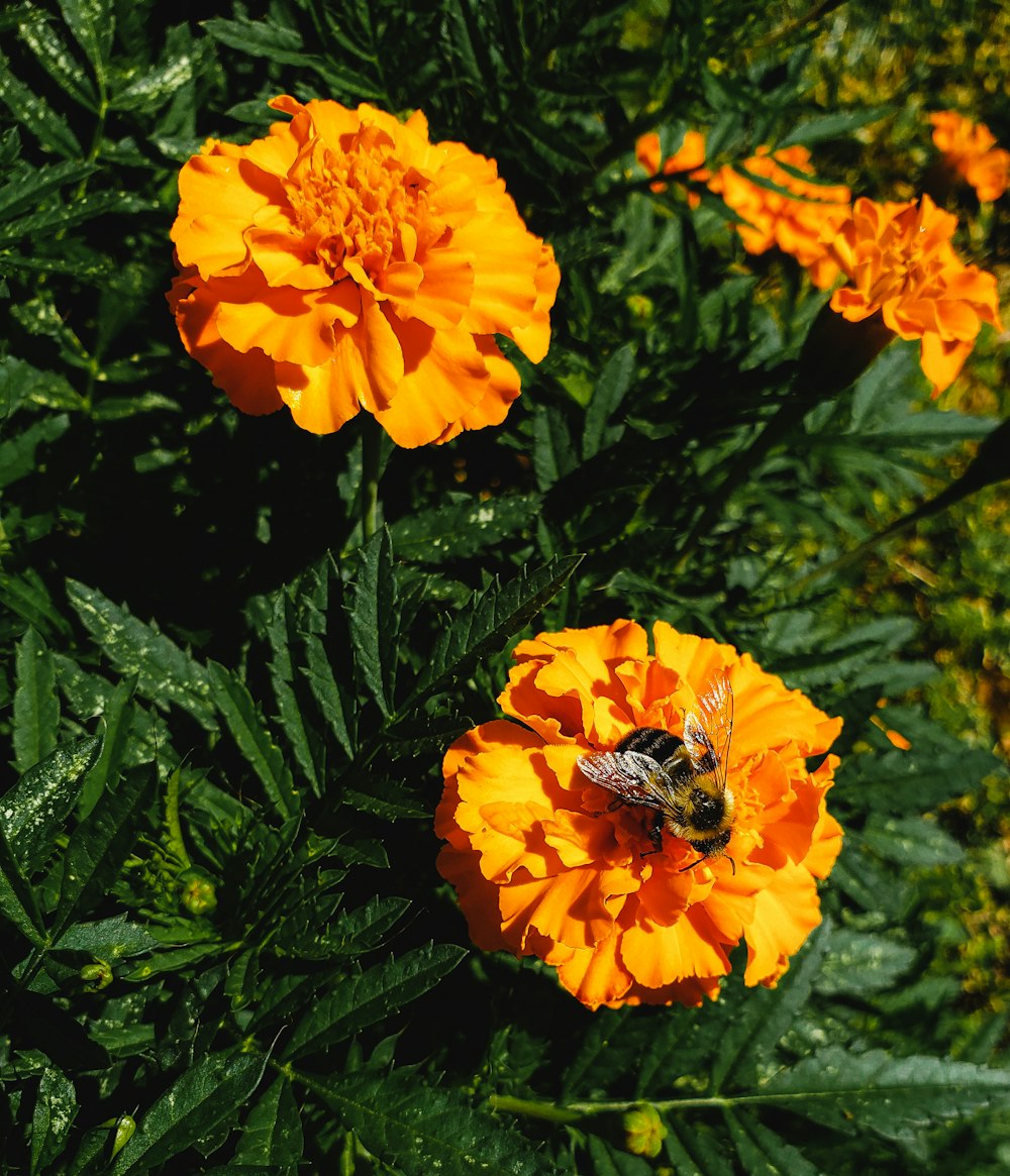 a close up of a flower with a bee on it