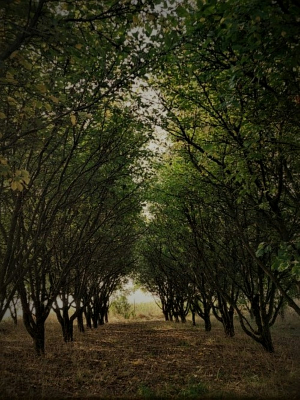 a dirt road surrounded by lots of trees