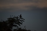 A black raven perched on a twisted branch against a deep purple twilight sky.