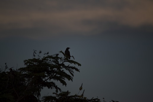 A silhouette of an owl perched on a branch against a dark, moody sky.