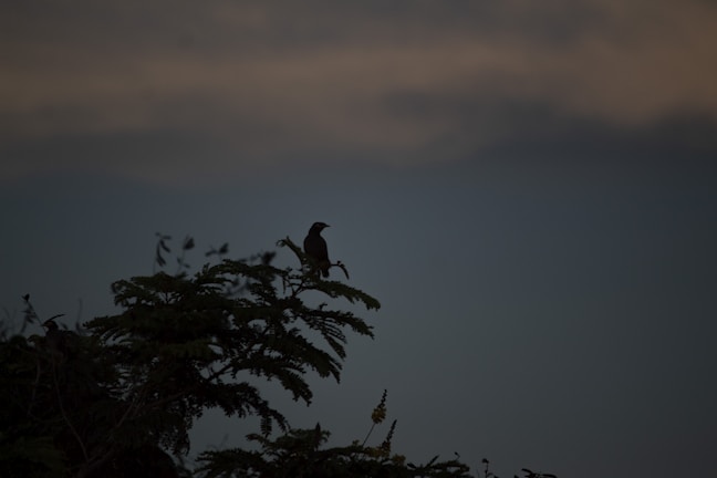 A black raven perched on a twisted branch against a deep purple twilight sky.