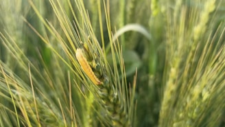 A close-up view of a caterpillar on a stalk of wheat in a field, with the focus on the vibrant green blades and the intricate details of the caterpillar.