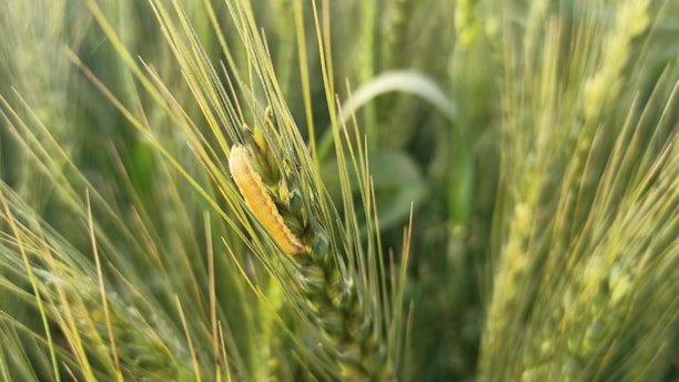 A close-up view of a caterpillar on a stalk of wheat in a field, with the focus on the vibrant green blades and the intricate details of the caterpillar.