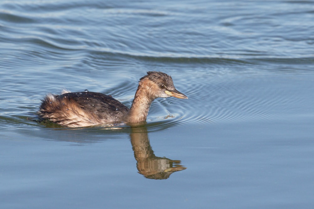 a duck floating on top of a body of water