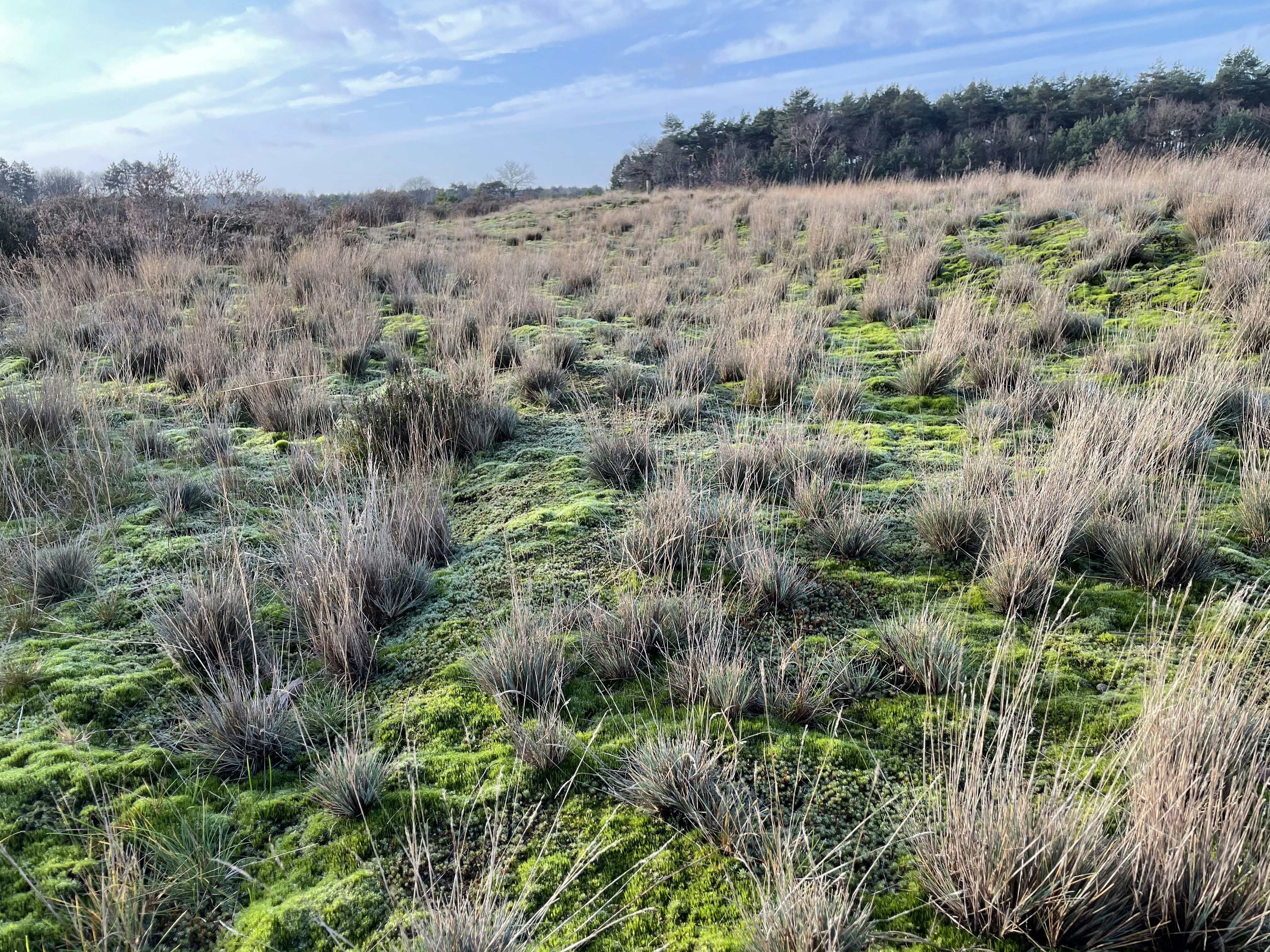 Afbeelding van Oirschot